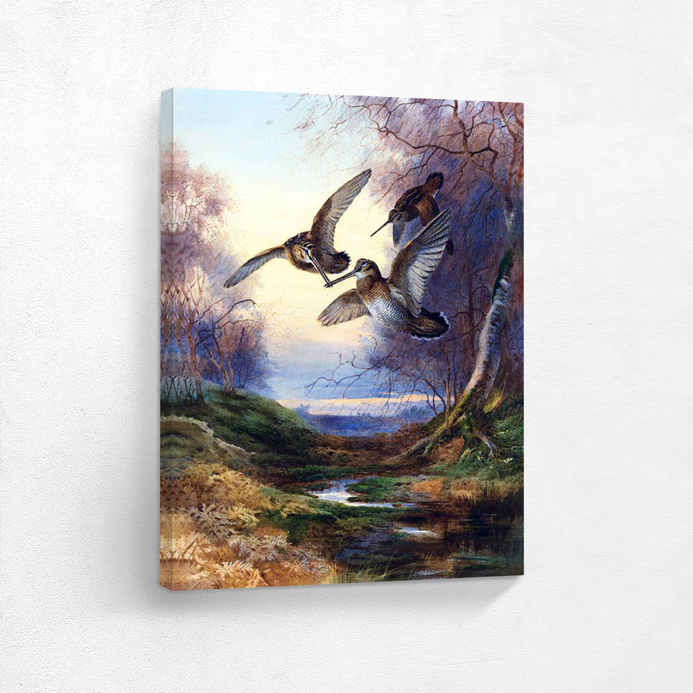 Woodcock Roding at Sunset