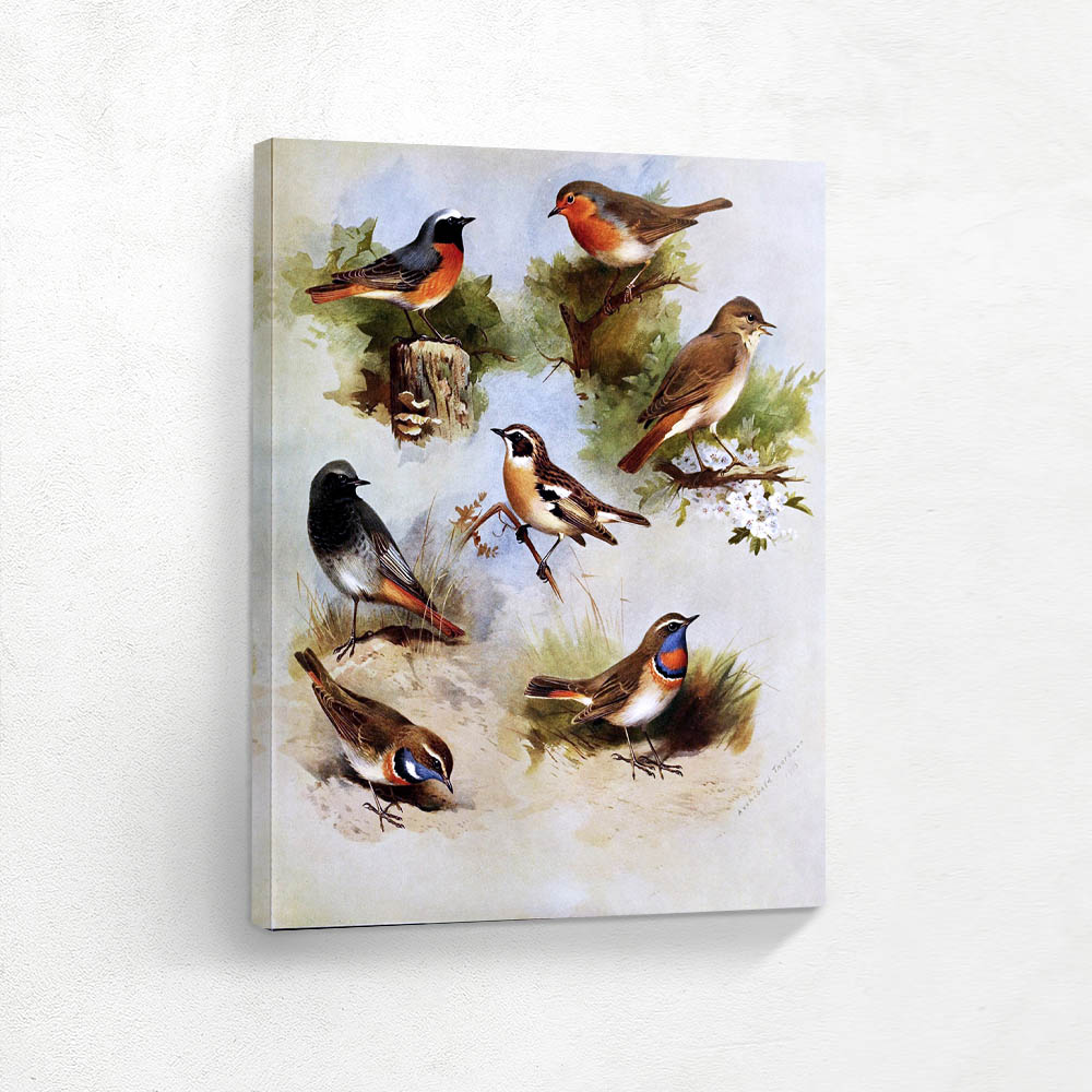 Various Birds in Various Settings