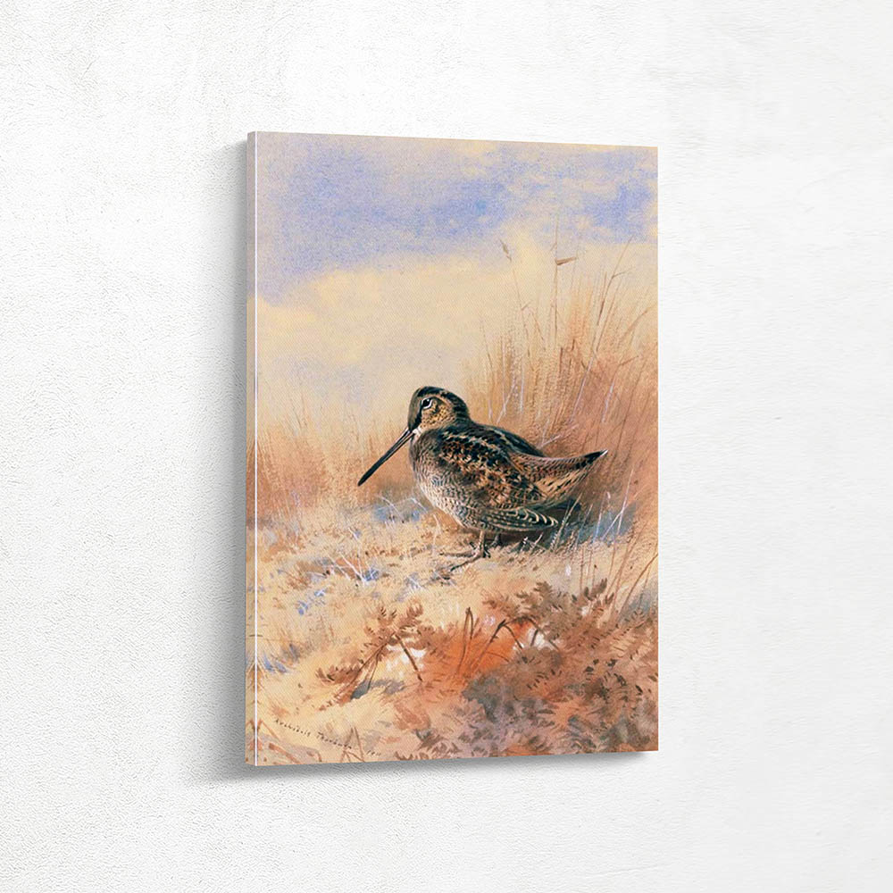 A Woodcock at the Edge of a Field
