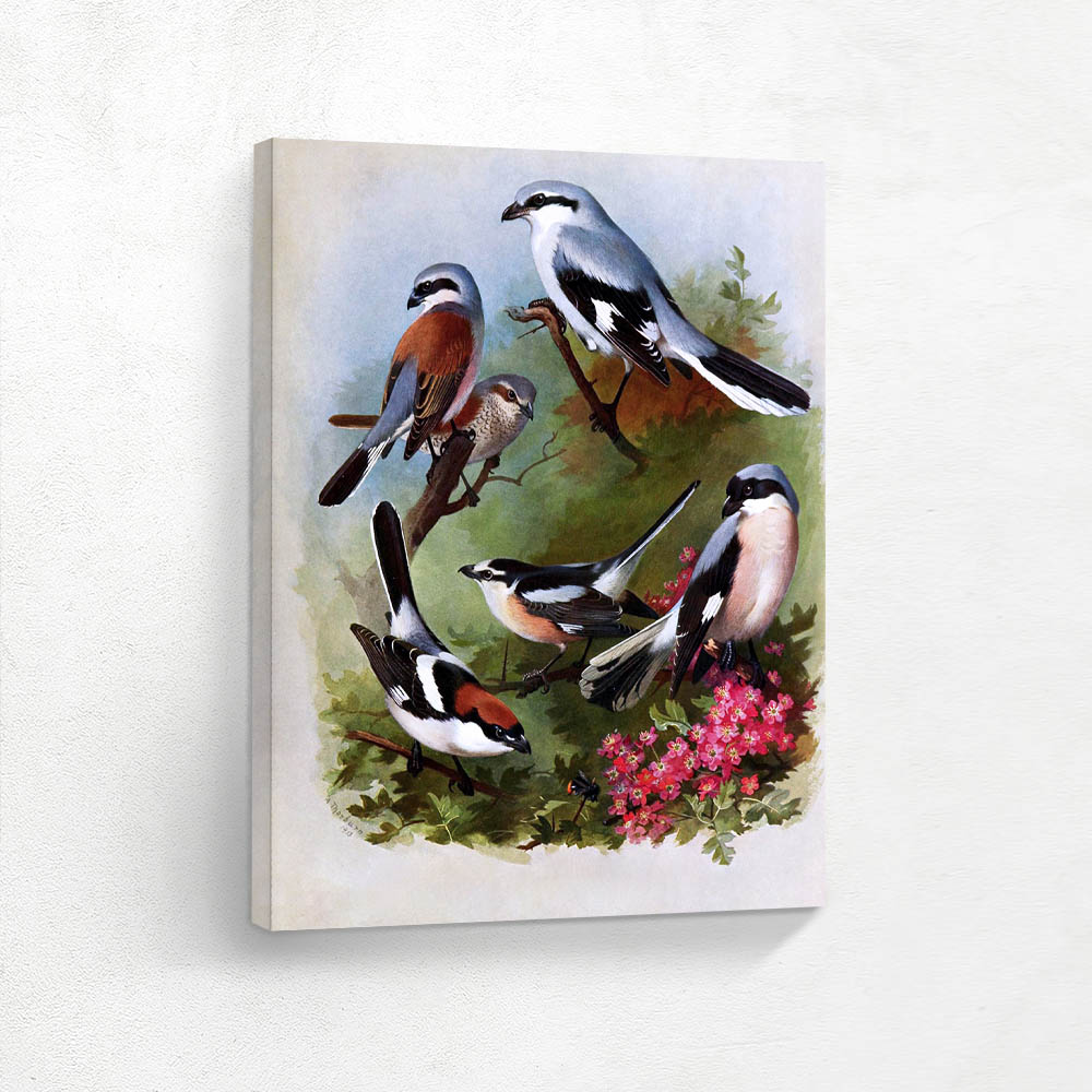 Various Birds