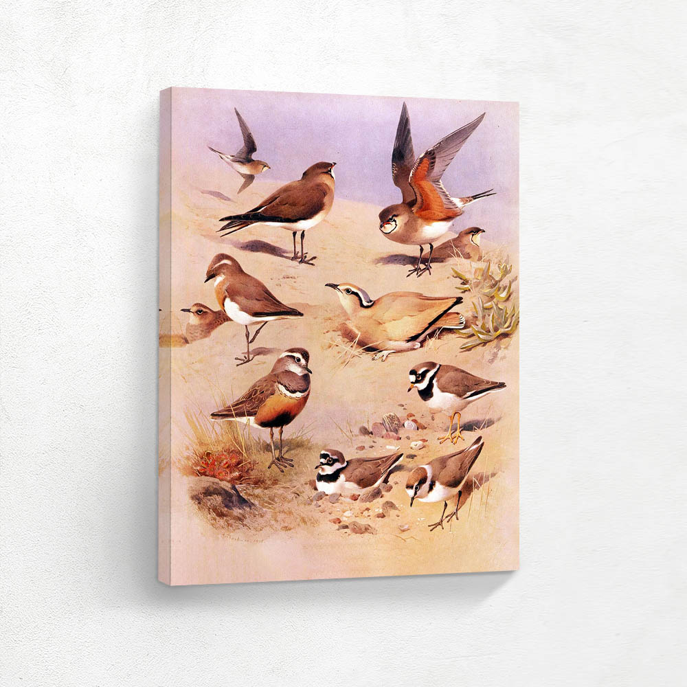 Various Birds in Various Settings