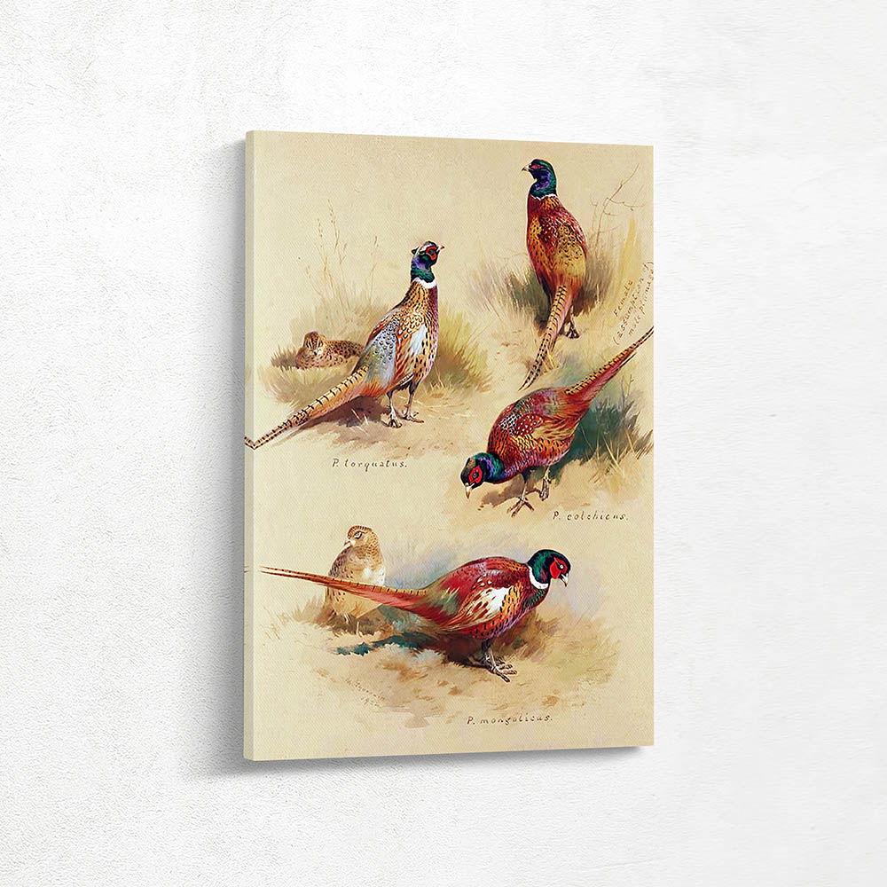 Pheasants