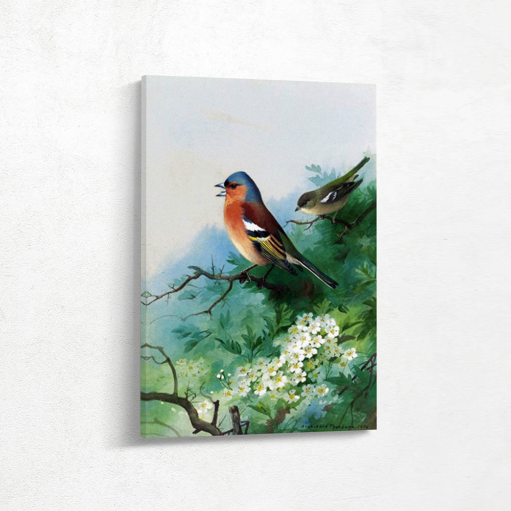 Chaffinches among Hawthorn