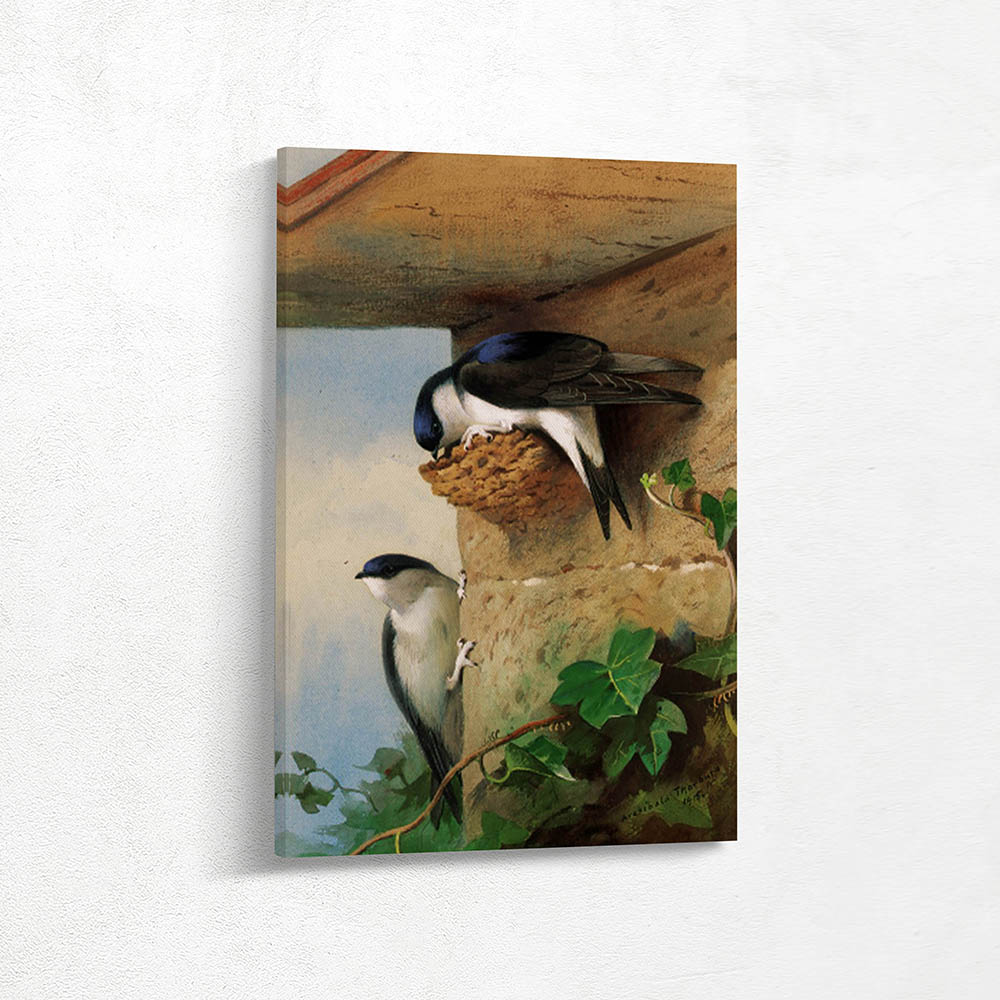 House Martins on a nest Beneath the Eves