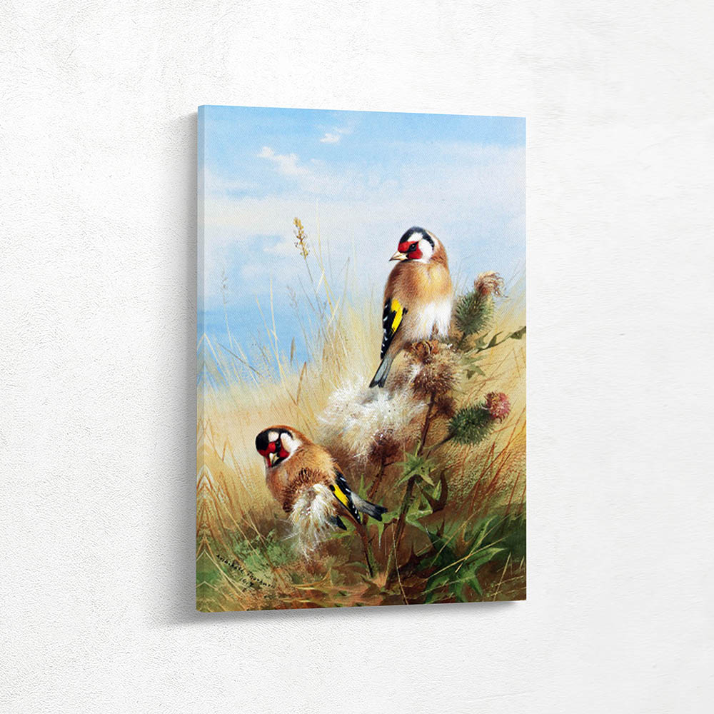 Goldfinches among Thistles