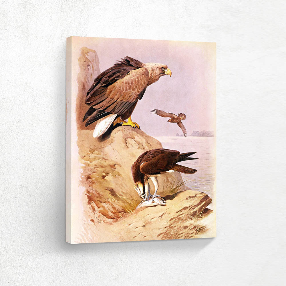 White Tailed Eagle and Osprey