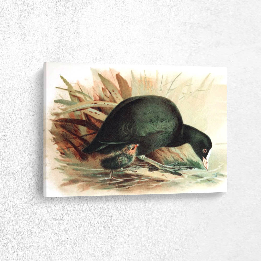 Coot Fulica Atra