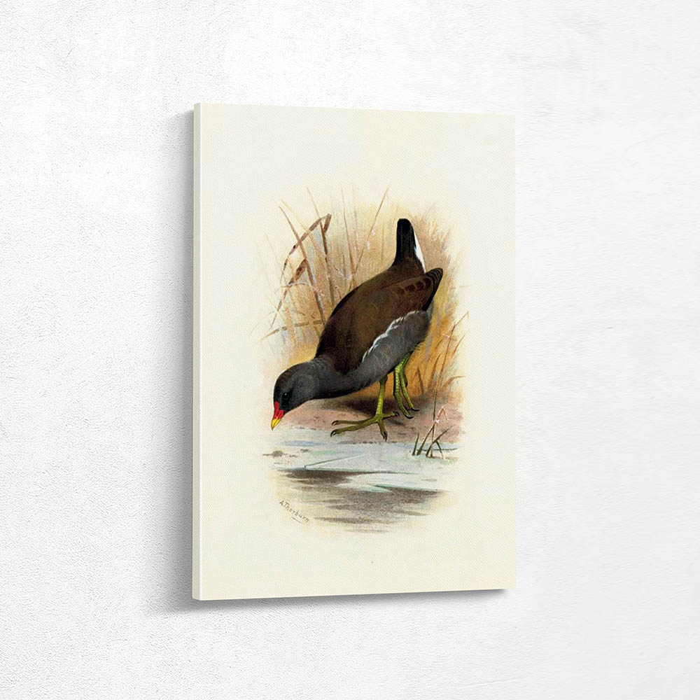 Water Hen or Moorhen Gallinula Chloropus