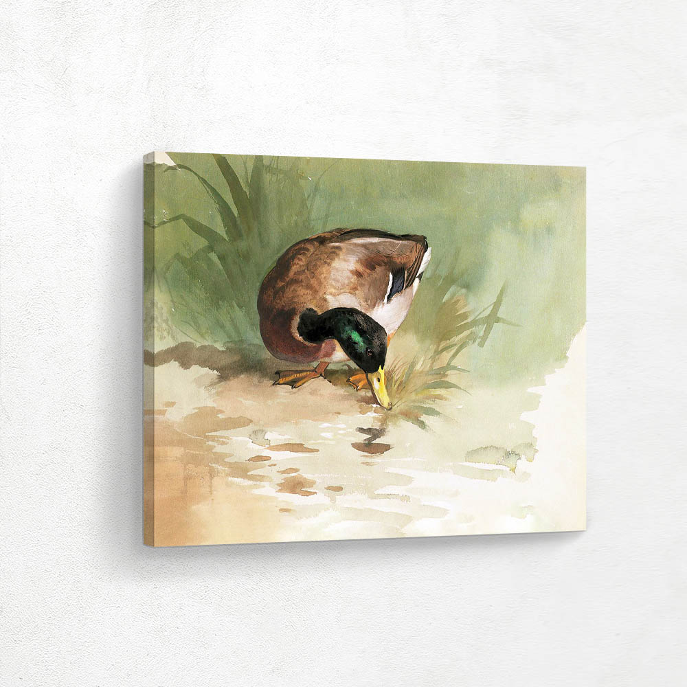 Mallard Drake Feeding at a the Waters Edge