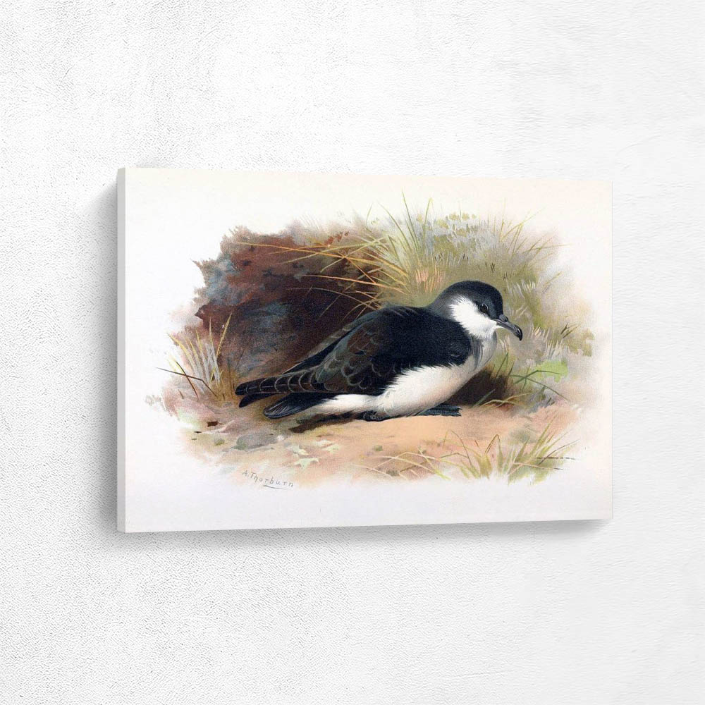 Madeiran Little Shearwater