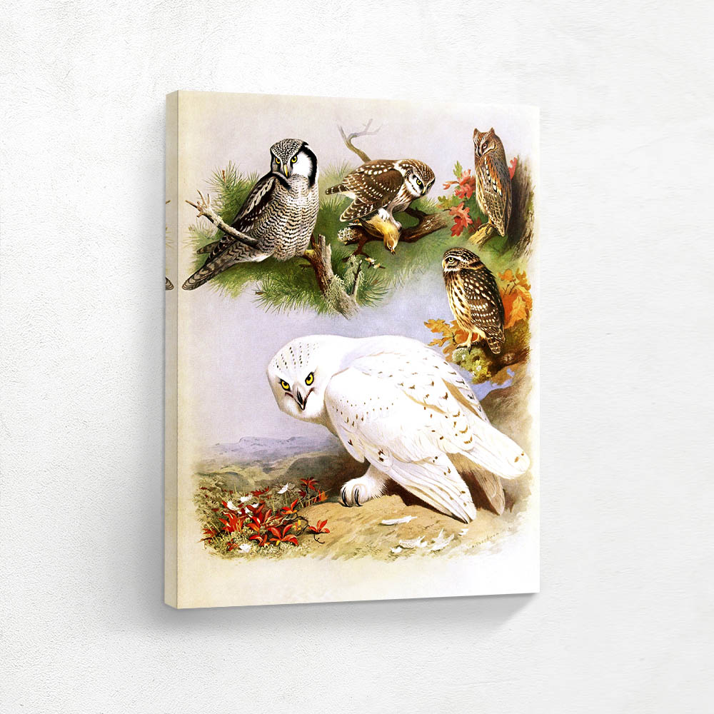 Snowy Owl Scops Owl Tengmalms Owl Little Owl and Hawk Owl