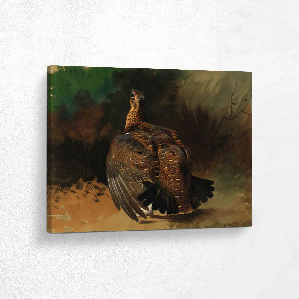 A Red Grouse Displaying