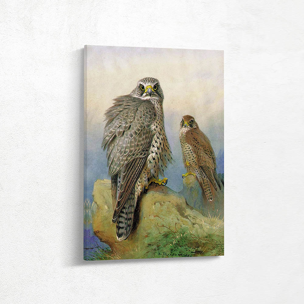 An Iceland Falcon and a Gyr Falcon