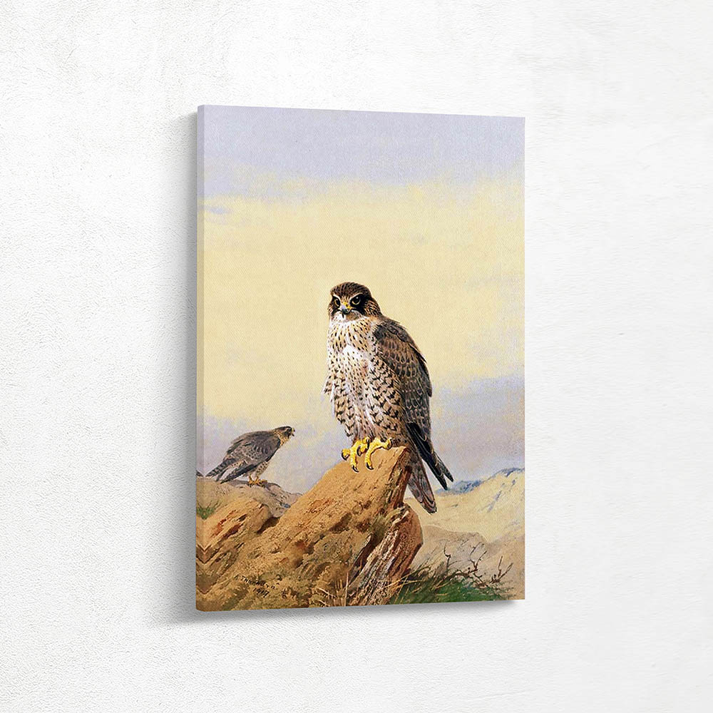Peregrine Falcon