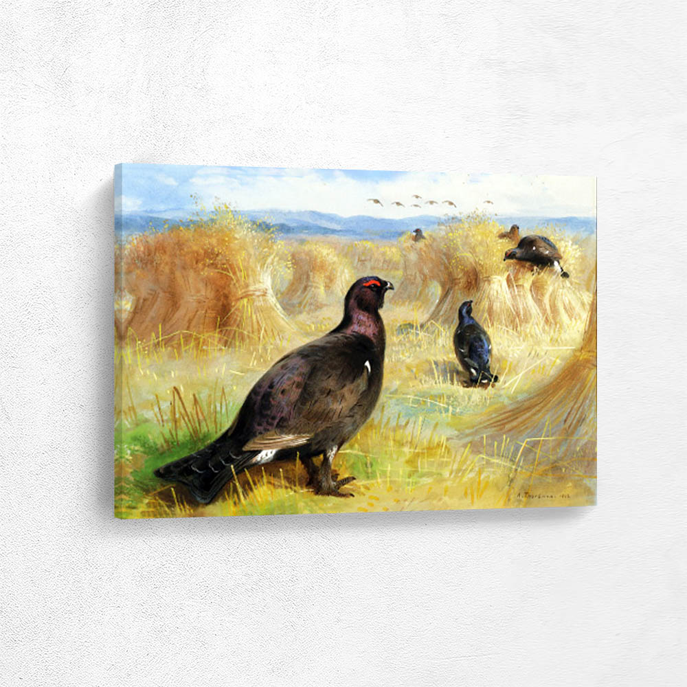 Black Game Amongst the Wheat Stocks