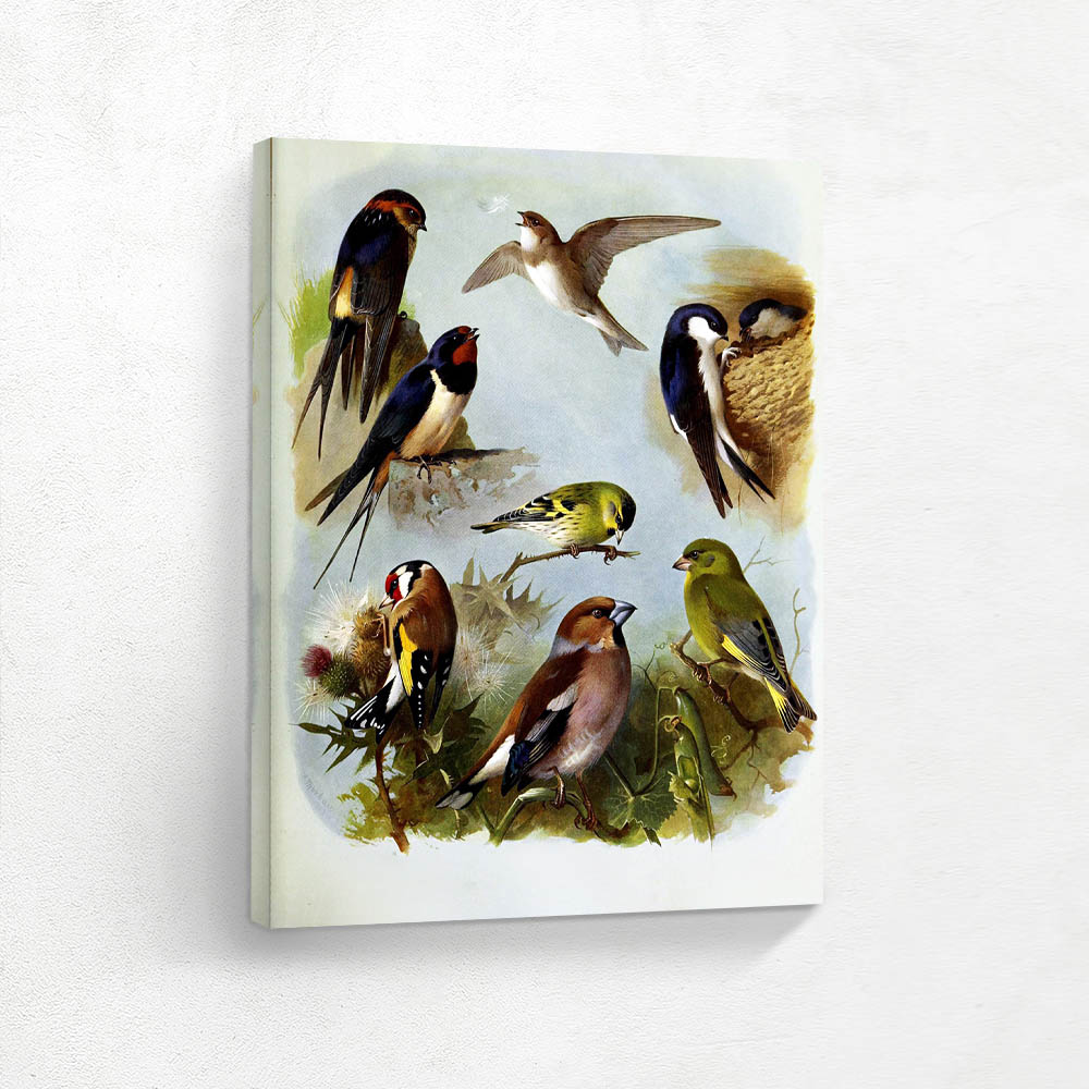 Various Birds