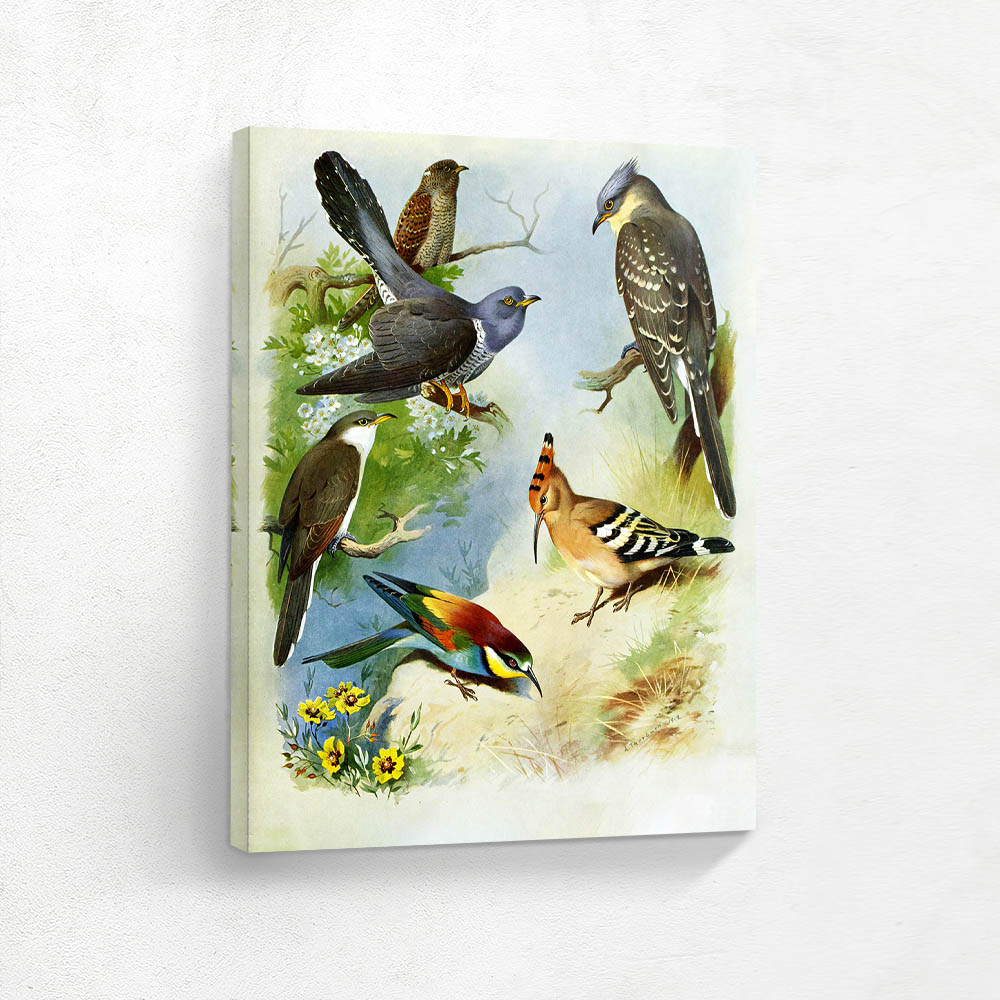 Various Birds in Various Settings
