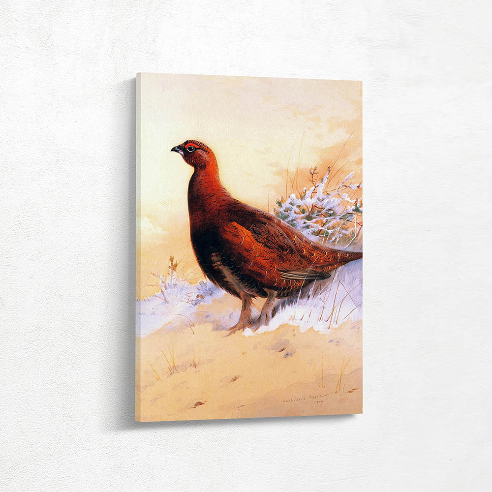 A Red Grouse in the Snow A Red Grouse in the Snow