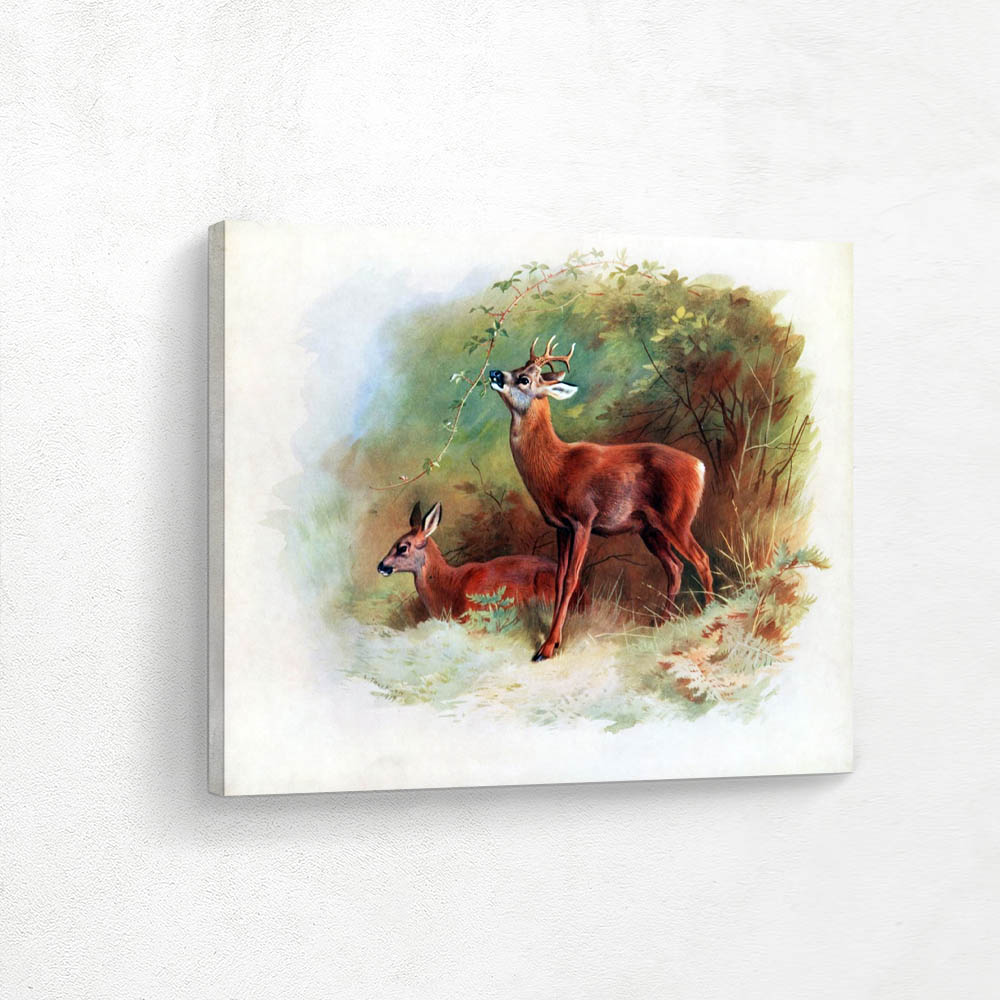 Roe Deer