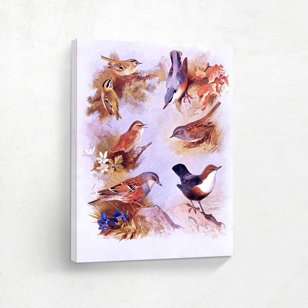 Various Birds in Verious Settings
