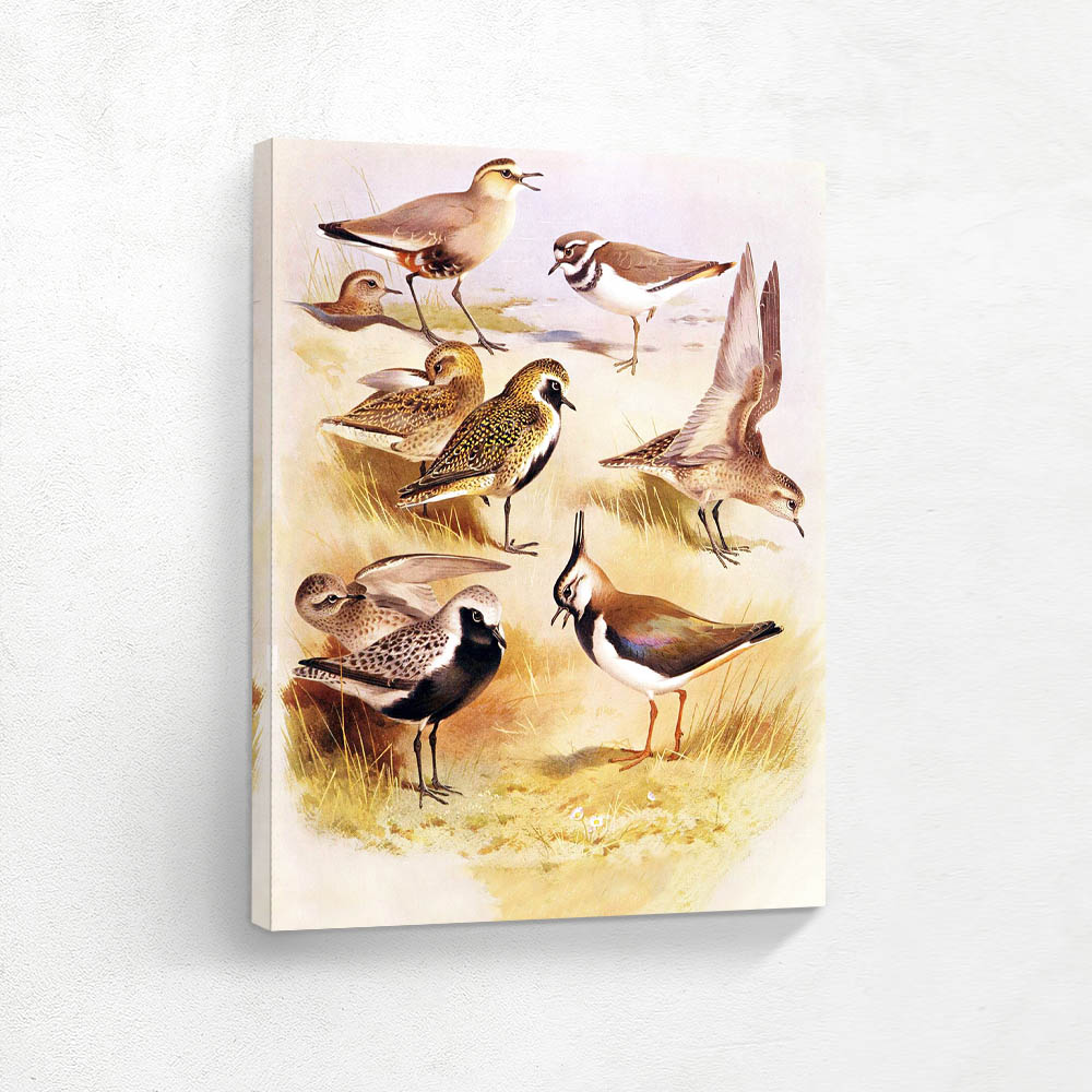 Various Birds in Various Settings