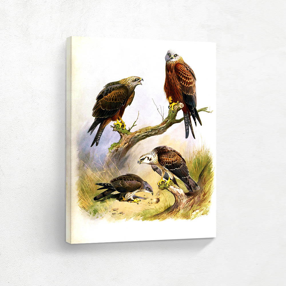 Honey Buzzard Red Kite and Black Kite