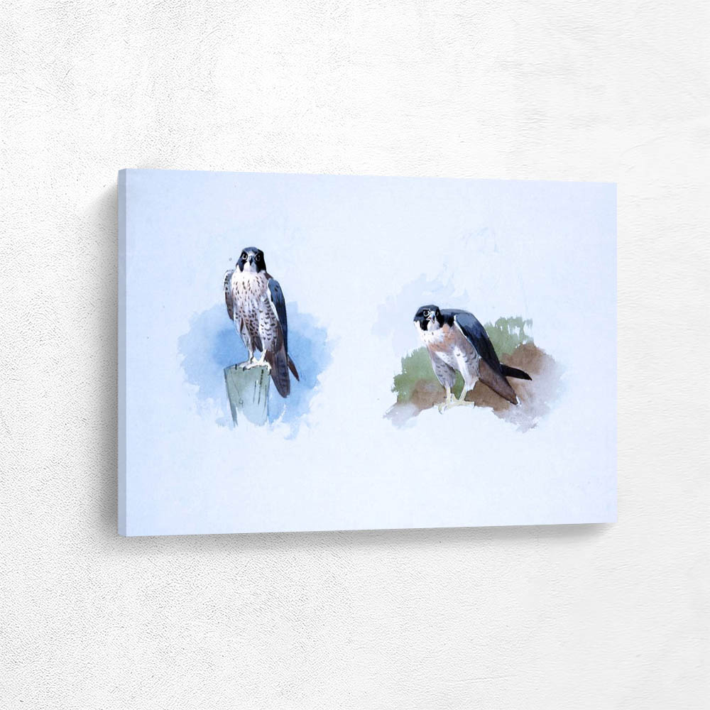 Peregrine Falcon Study