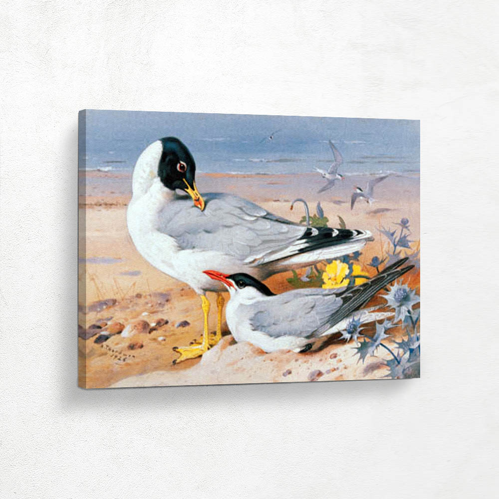 Great Black Headed Gull and Caspian Tern