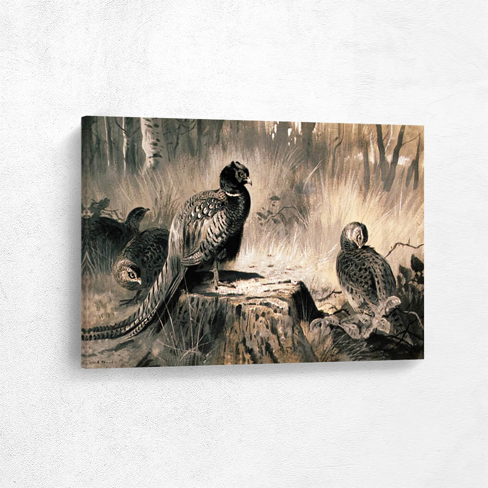 A Cock And Three Hen Pheasant In A Woodland Glade A Cock And Three Hen Pheasant In A Woodland Glade