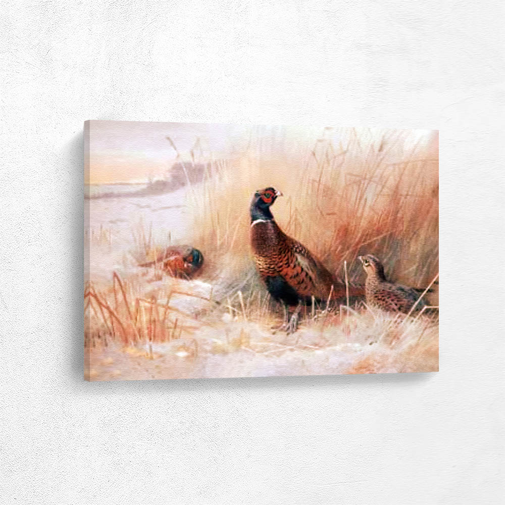 Pheasants in the Grass in Winter