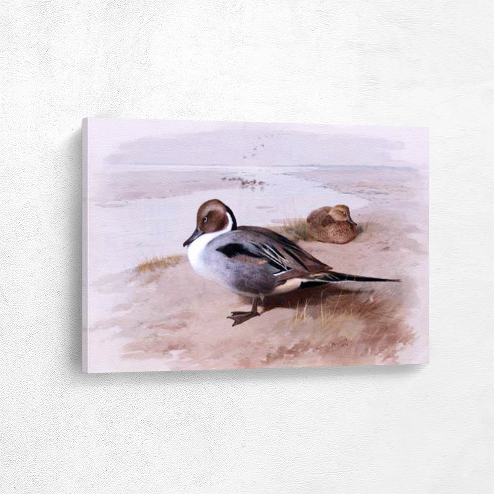 Two Pintails in a Natural Setting