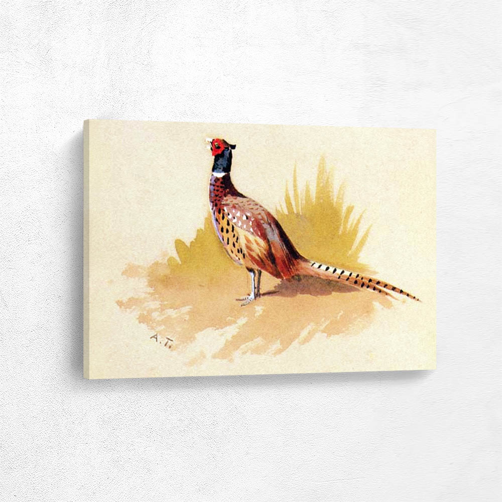 Cock Pheasant