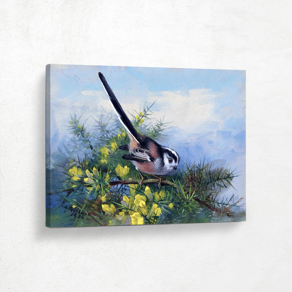 A Long Tailed Tit Perched on a Gorse Bush