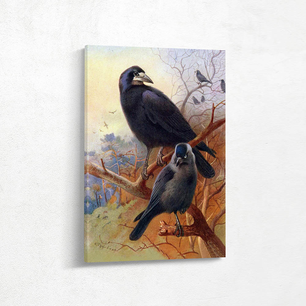 Rook and Jackdaw