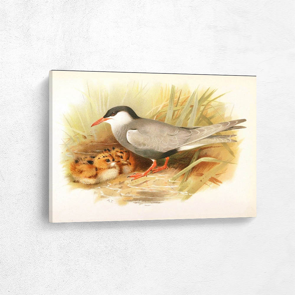 Whiskered Tern