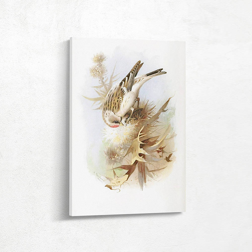 Mealy Redpoll