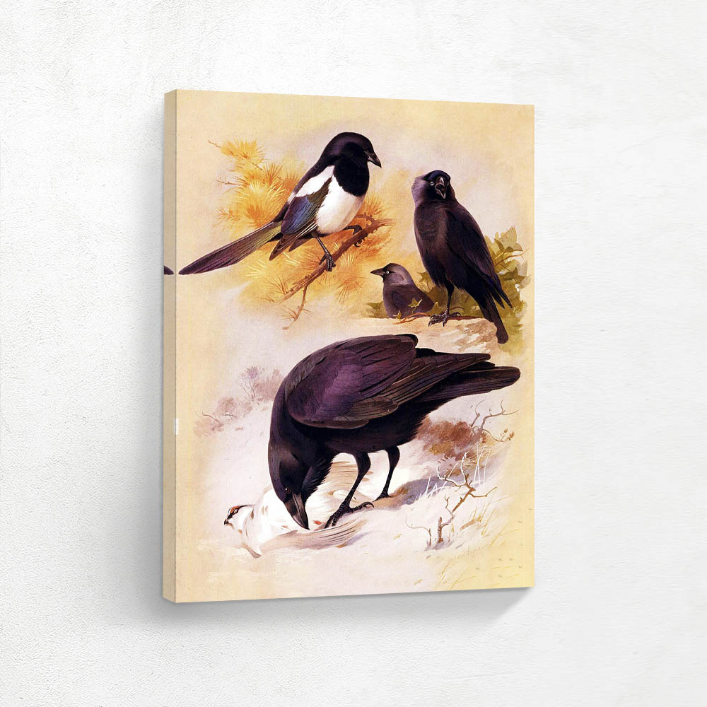 Magpie Jackdaw and Raven