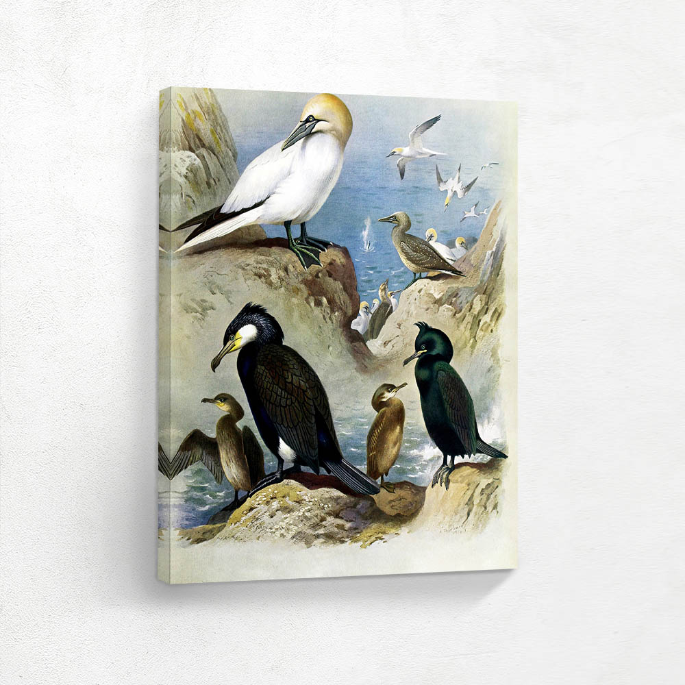 Gannet Cormorant Shag