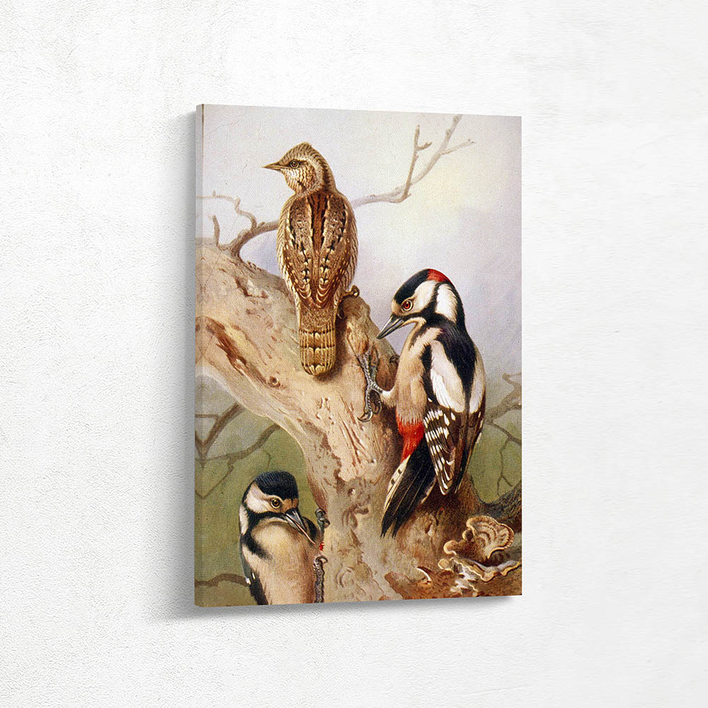 Wryneck Great Spotted Woodpecker