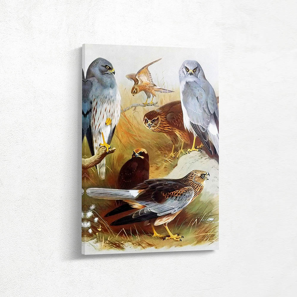 Hen Harrier Montagus Harrier and March Harrier