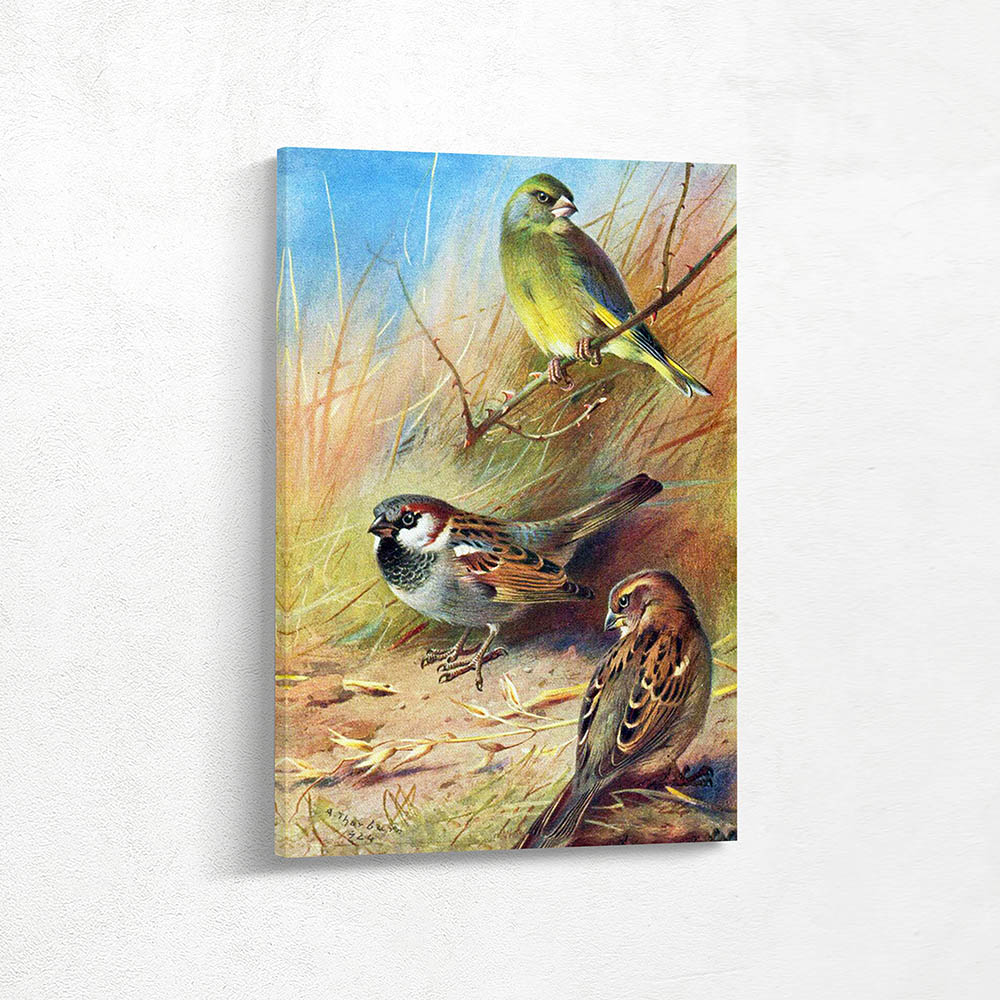 Green Finch and House Sparrow