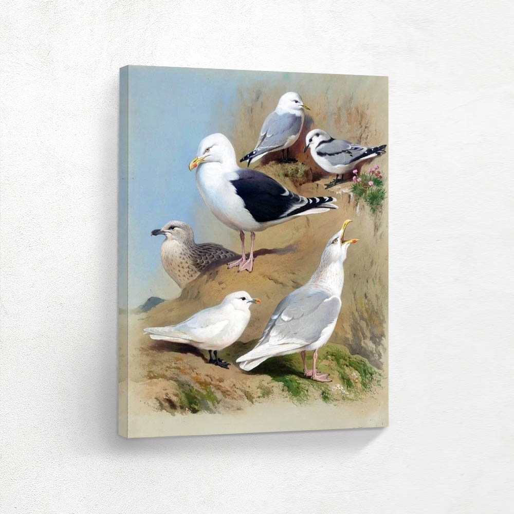 Glaucous Gull Great Black Backed Gull Kittiwake and Ivory Gull