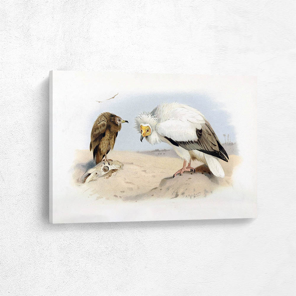 Neophron or Egyptian Vulture