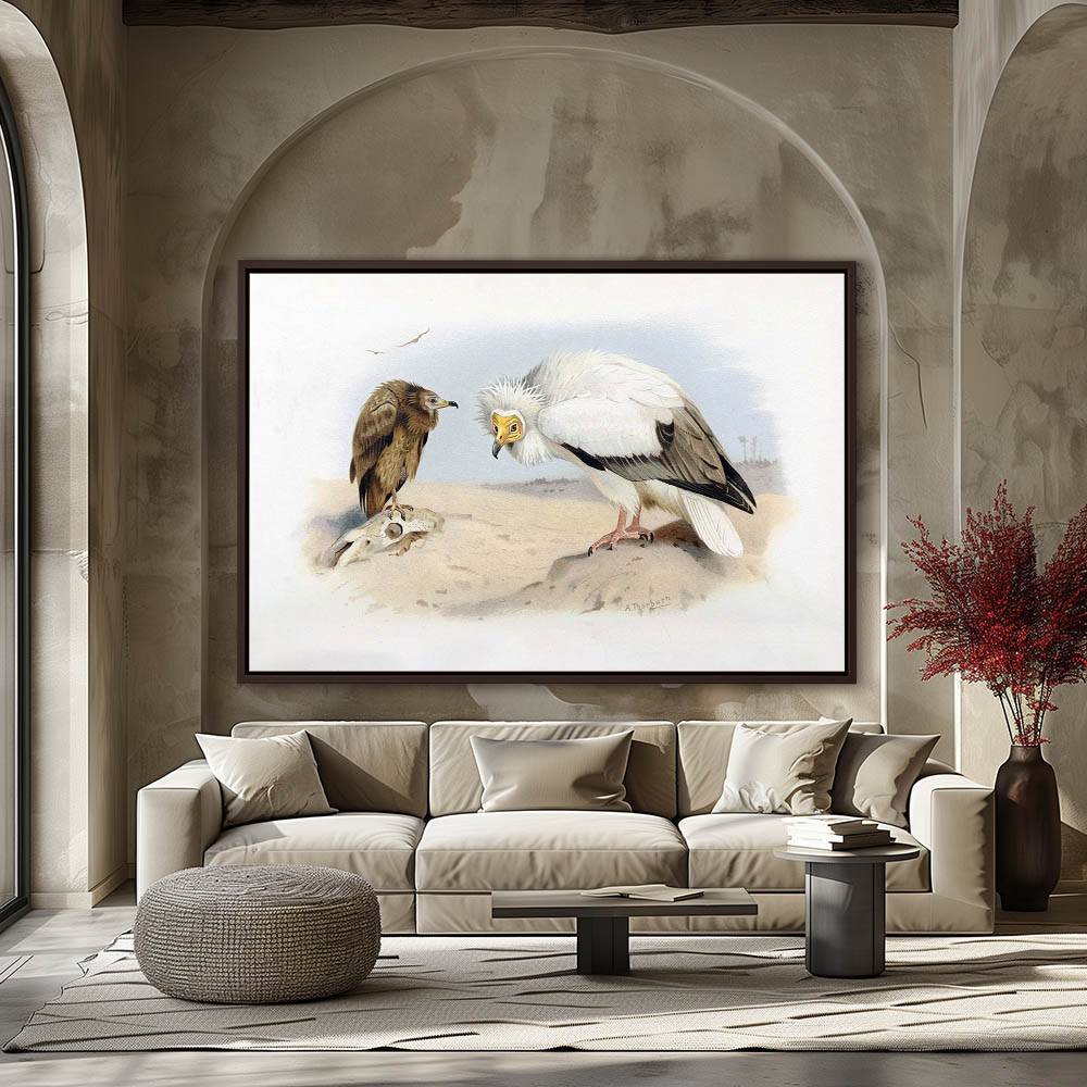 Neophron or Egyptian Vulture - Image 3
