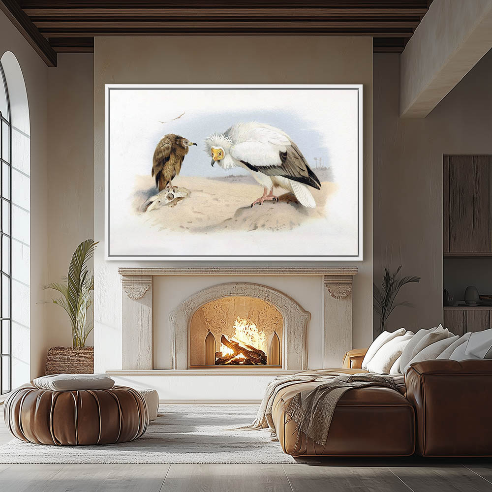 Neophron or Egyptian Vulture - Image 4
