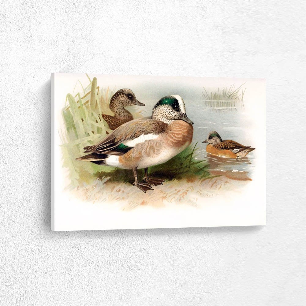 American Wigeon