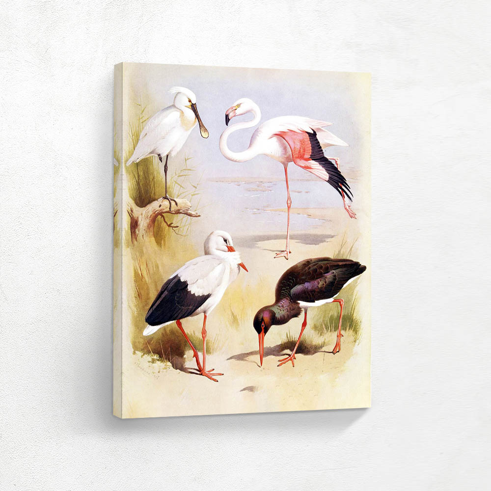 Spoonbill Flamingo White Stork Black Stork