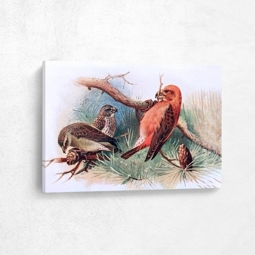 Bullfinch and Crossbill