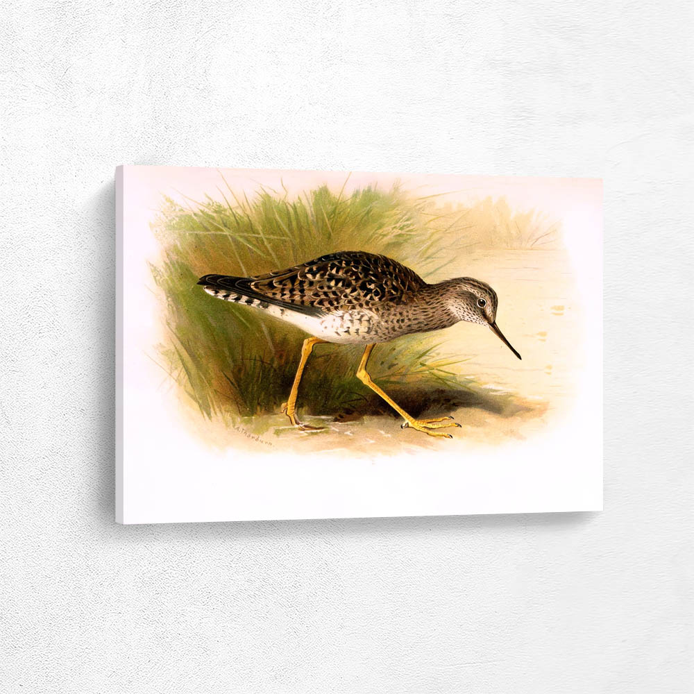 Yellow Shanked Sandpiper