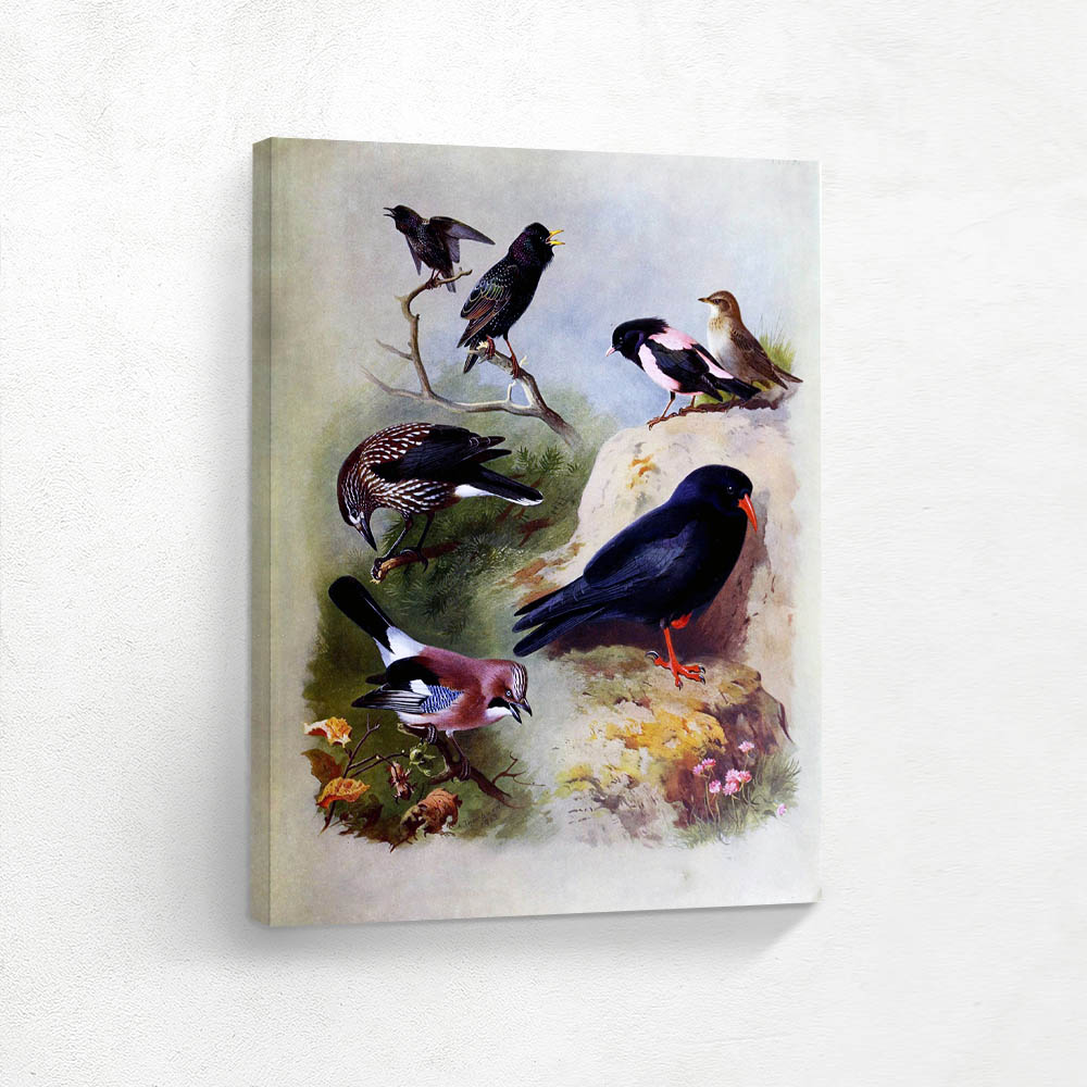 Choughs and Jays and Magpies